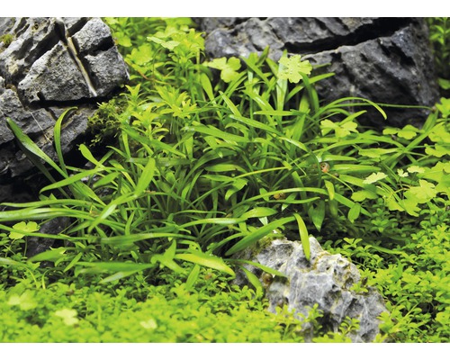 Akvarieväxter mellan stenar