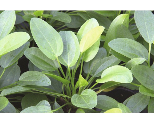 Akvarieväxt med ovala blad