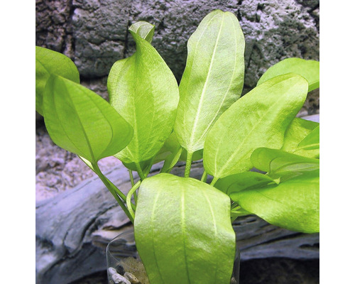 Akvarieväxt med gröna blad