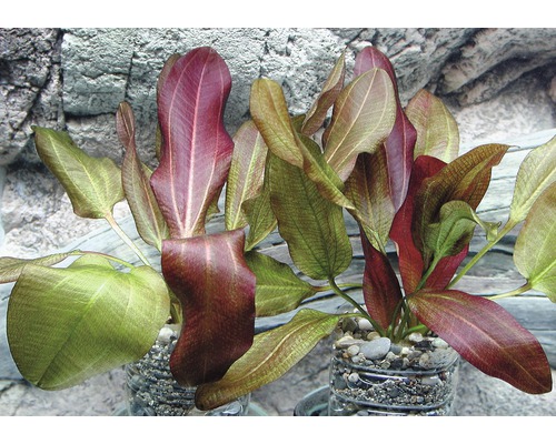 Akvarieväxter i kruka