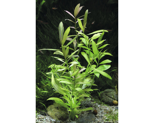 Vattenväxt i akvarium