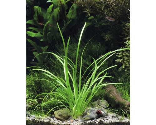 Akvarium med Vallisneria växt