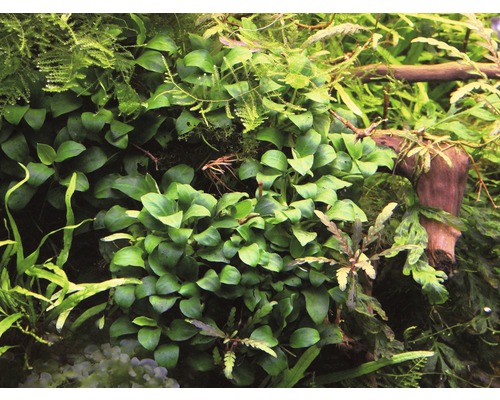 Närbild av akvarieväxter med gröna blad och en liten rot