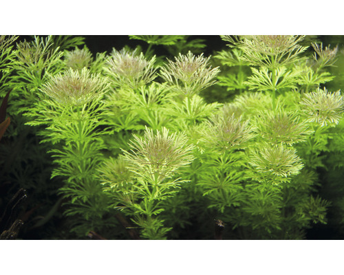 Akvarieväxt med finflikiga blad