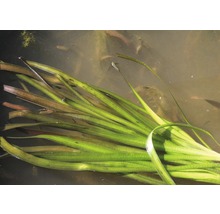 Akvarieväxt DENNERLE PLANTS Jättevattenskruv Vallisneria australis gigantea