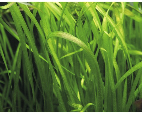 Närbild av Vallisneria spiralis, en akvarieväxt