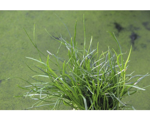 Närbild av vattenväxter med nålsäv