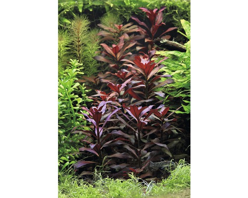 Akvarium med olika vattenväxter