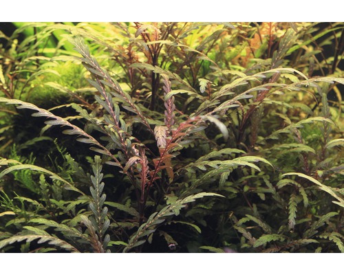 Tätt akvarium med Cryptocoryne crispatula ''Balansae'' vattenväxter