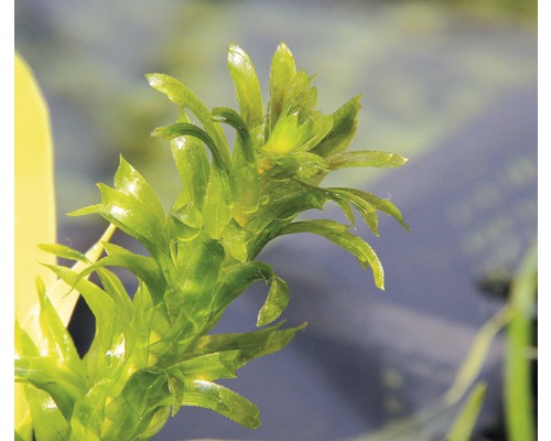 Vattenpest för akvarier