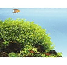 Akvarieväxt DENNERLE PLANTS Elegant slamblinka Hemianthus glomeratus