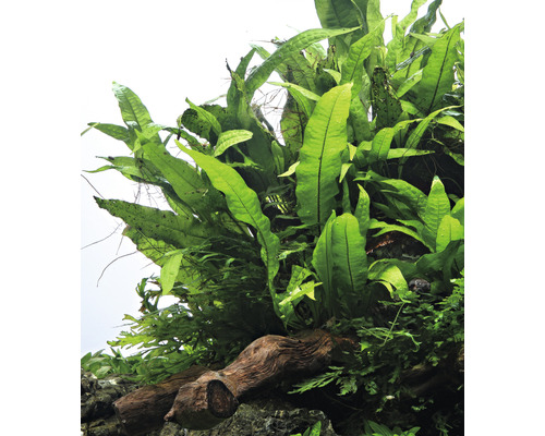 Fäst vattenormbunke på rottträ för dekoration av akvarier