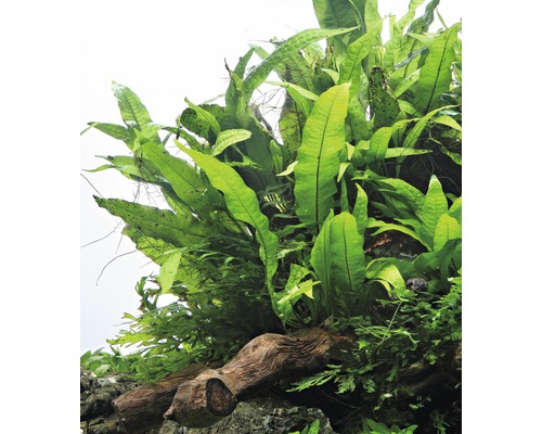 Ovanifrån av en akvarieväxt på en bit drivved