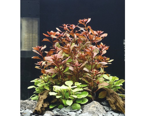 Akvarieväxter med röda och gröna blad, dekorerade med stenar och rottträ