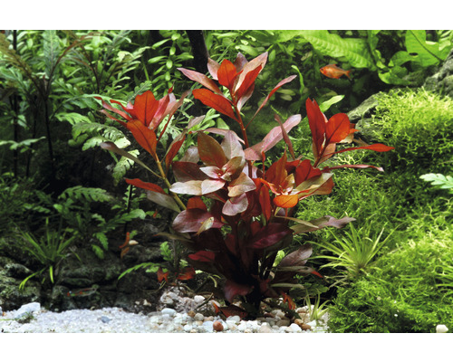 Akvarieväxt med röda blad i akvarium