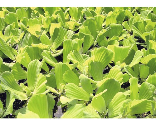 Närbild av musselblommor som dammväxter