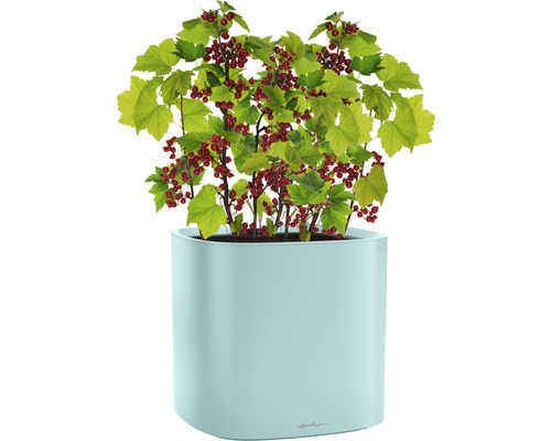 Vinbärsbuske i planteringskärl