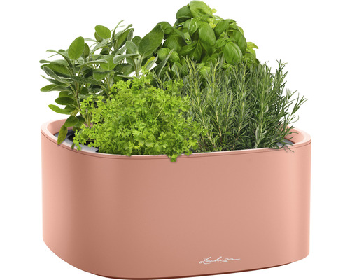 Örtagård med basilika, rosmarin, persilja och salvia i planteringskärl