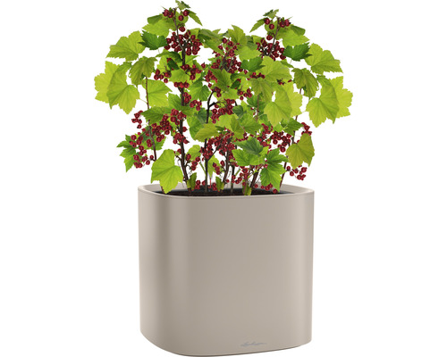 Vinbärsbuske med röda bär i en kruka