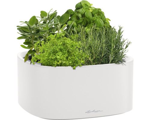 Örtagård i vit planteringslåda med salvia, persilja, basilika och rosmarin