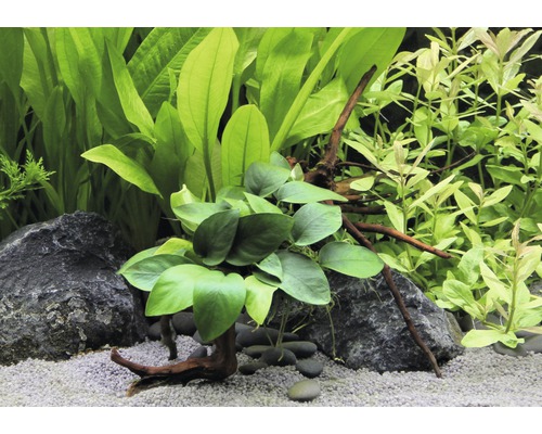 Akvarieväxtarrangemang med stenar, grus och rotdrivved