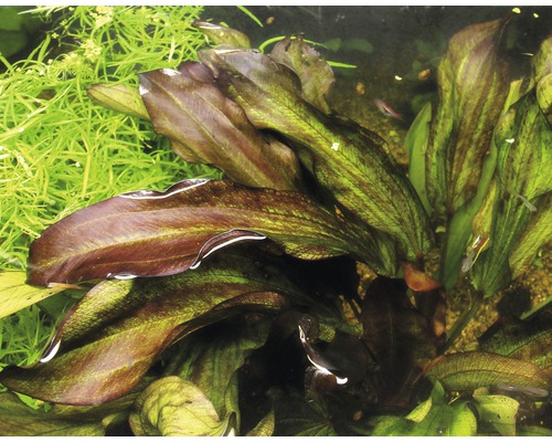 Akvarium med Echinodorus-växter