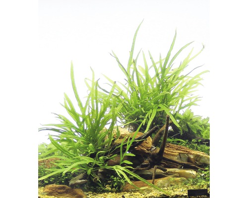 Akvarieväxter på stenar och trä