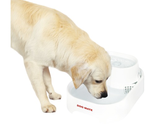 En hund dricker ur en vattenfontän av märket Dog Mate.