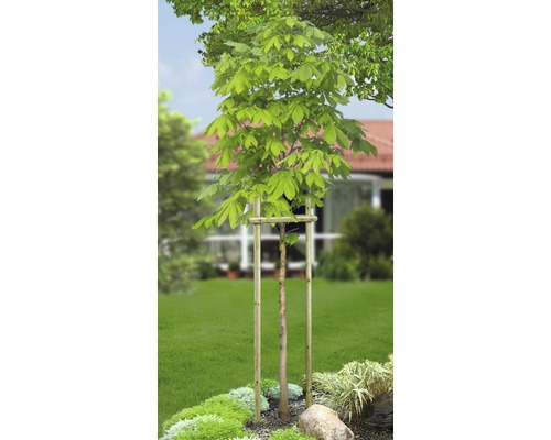 Trädstöd Ø3x100cm tryckimpregnerat Trädstöd Ø3x100cm tryckimpregnerat