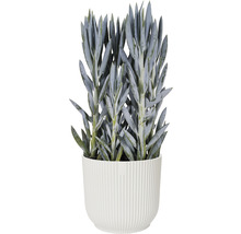 Succulent i räfflad ytterkruka som dekoration