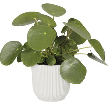 Pilea i kruka