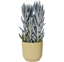 Senecio i kruka