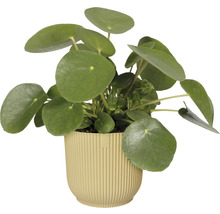 Pilea i räfflad kruka