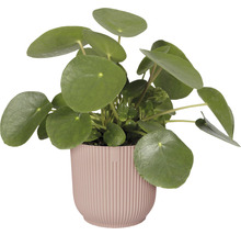 Pilea-växt i kruka
