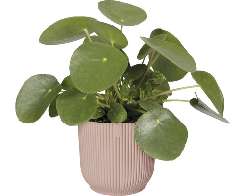 Pilea-växt i kruka