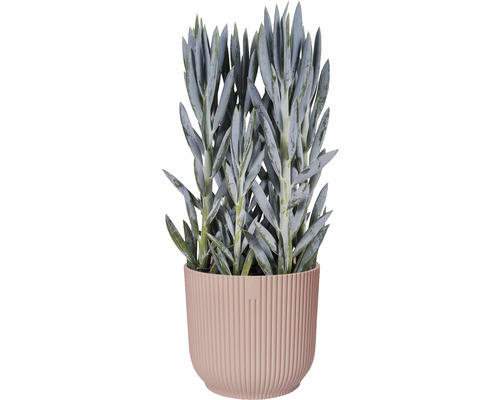 Senecio cylindricus suckulent i kruka