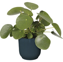 Parasollpilea i kruka