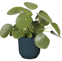 Pilea i kruka