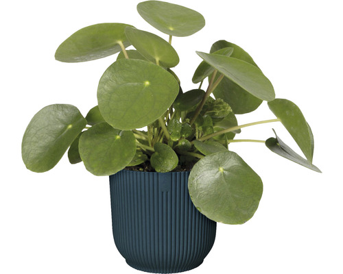 Pilea i kruka