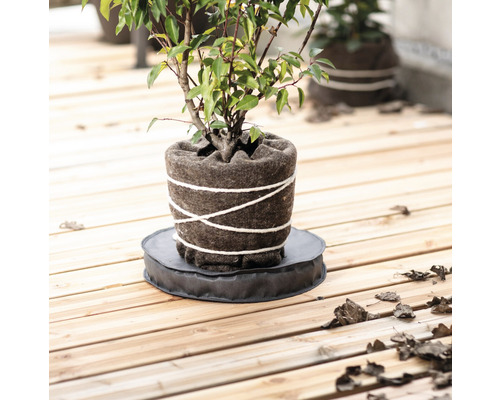 Växt i filtkruka med fat på träterrass