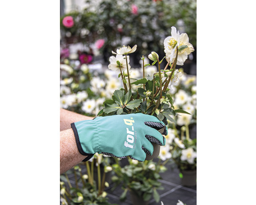 En person håller en julros i en kruka med trädgårdshandskar.