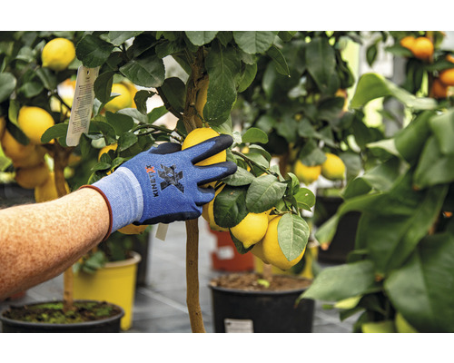 En person med trädgårdshandskar plockar citroner från ett citronträd.