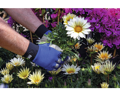 Trädgårdsarbete med trädgårdshandskar mellan gazania och bougainvillea