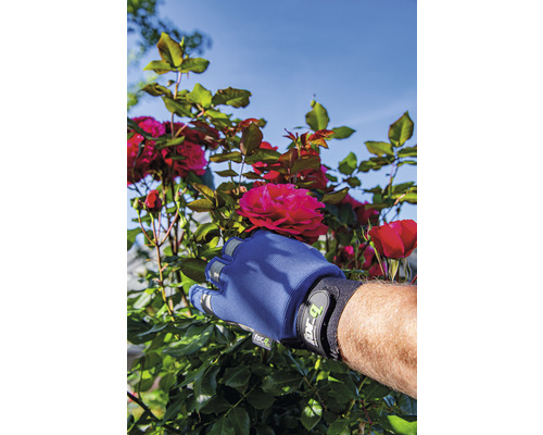 En hand med trädgårdshandske plockar en röd ros från rosenbusken.