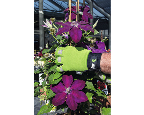 Klematis planta med trädgårdshandske