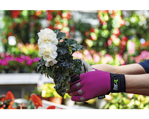 Person håller kruka med vit begonia med trädgårdshandskar.