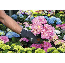 En person håller en rosa hortensia i trädgården.
