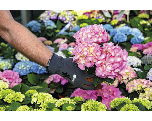 En person håller en rosa hortensia i trädgården.