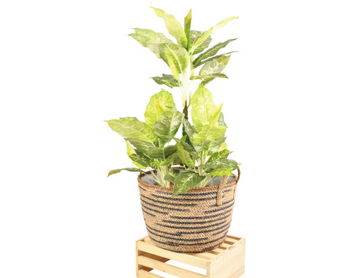 Dieffenbachia i korg på en träpall