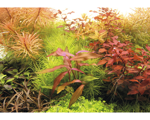 Närbild av olika akvarieväxter.